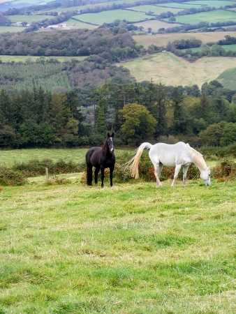Black and white  Horses near Restormel castle  Cornwall in Great Britain の写真素材