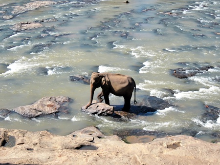 Indian elephant on Sri lanka  National Park - Yala  Ecological reserve                                 の写真素材