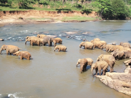 Indian elephant on Sri lanka  National Park - Yala  Ecological reserve                                 の写真素材