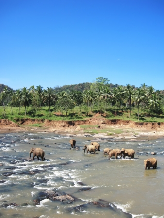 Indian elephant on Sri lanka  National Park - Yala の写真素材