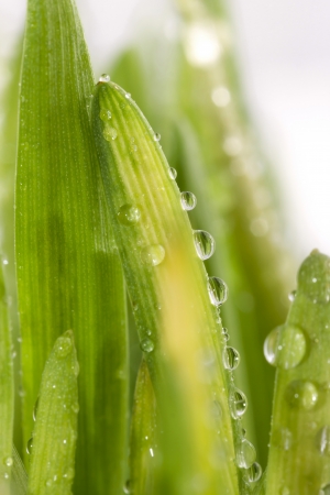 Ecological concept  Pure drops of dew on green grass の写真素材