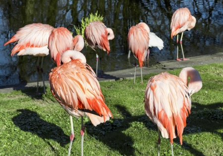 Flock of flamingos in the zoo の写真素材