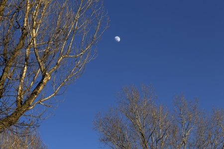 Natural background, trees branches against sky and moon の写真素材
