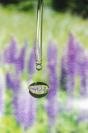 Drops of four seasons - spring の写真素材