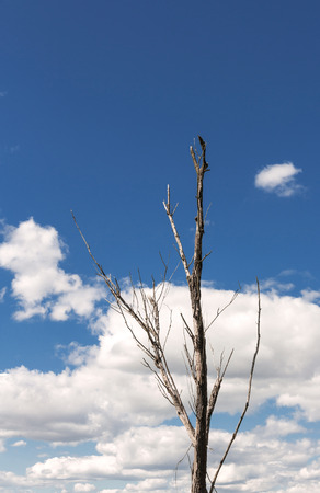 Dead tree の写真素材