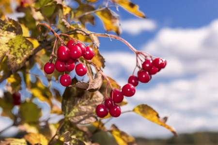 Colorful garden  Autumn time  Fruits of viburnumの写真素材