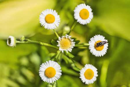Sunny chamomile on the meadow.の写真素材