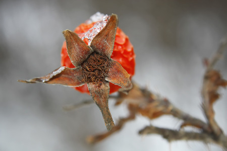 Winter background with frozen hawthorn.の写真素材