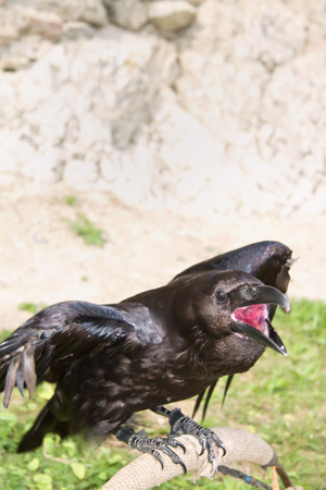 Predatory birds trained for hunting.の写真素材