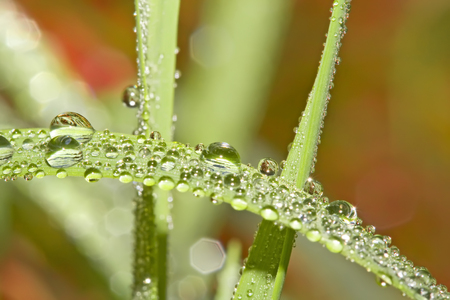 Pure drops of dew. Spider's web. Wet grass.の写真素材