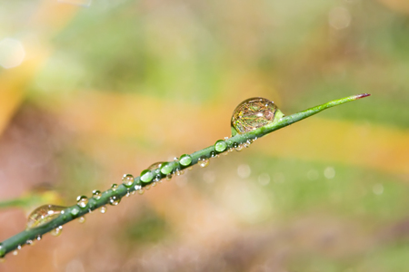 Pure drops of dew. Spider's web. Wet grass.の写真素材