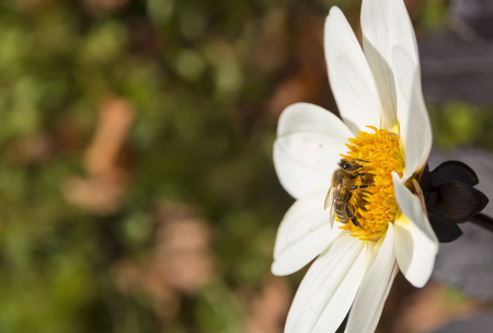 Bee on a spring meadow. White flower.の写真素材