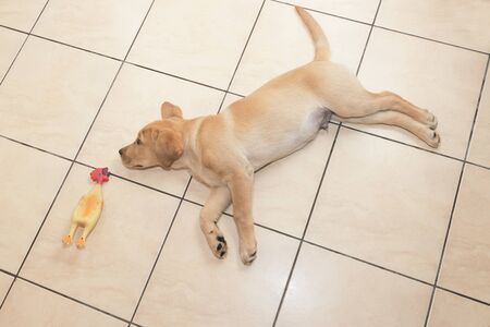 Little lying labrador, golden retriever. Asleepy.の写真素材