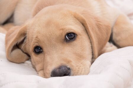 Little lying labrador, golden retriever. Asleepy.の写真素材