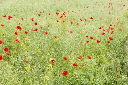 Flowering meadow in Poland. Green grass and red poppies.の写真素材