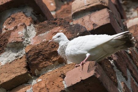 White pigeon seating on the brick wall.の写真素材