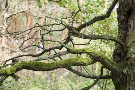 Mossy branches in deep forest. Green scenery.の写真素材