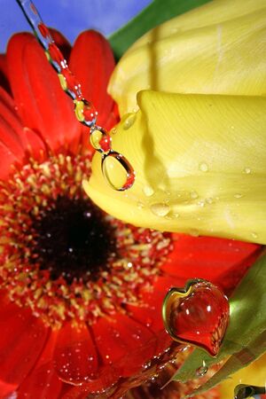 Splashed water drops. Fresh water Natural flower background.の写真素材