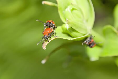 Red beetles on the spring leafs.の写真素材