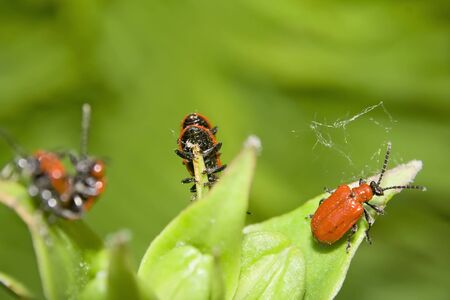 Red beetles on the spring leafs.の写真素材