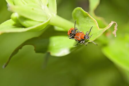 Red beetles on the spring leafs.の写真素材