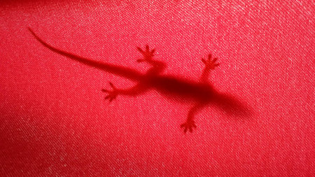 shadowの写真素材