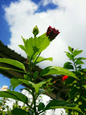Red hibiscus budの素材