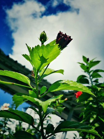 Red hibiscus budの素材