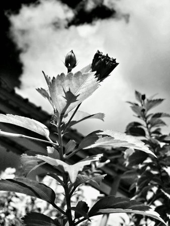 Hibiscus bud black and white pictureの素材