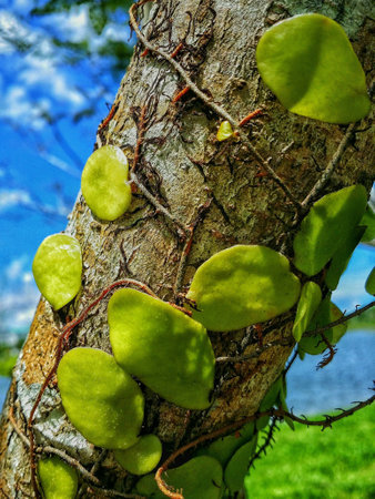 Fern grow on a treeの素材