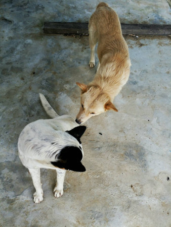 Two dog