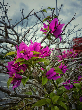 Growing flowerの素材