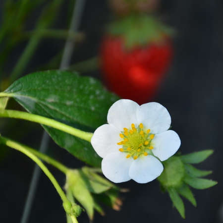 Small white flowerの写真素材