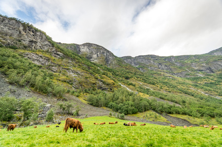 A herd of farm hairy cattle eating grass with mountain as backgroundの写真素材