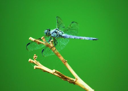 Blue Dragonfly on Green Backgroundの写真素材