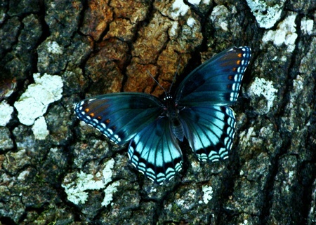 Eastern Tiger Swallowtailの写真素材
