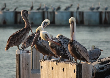 Brown Pelicansの写真素材