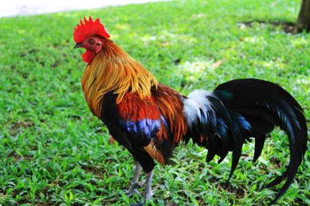 Thai chickenの写真素材