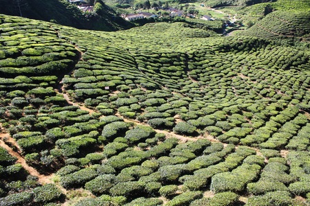 Tea Plantation at Cameron Highlands, Malaysiaのeditorial素材