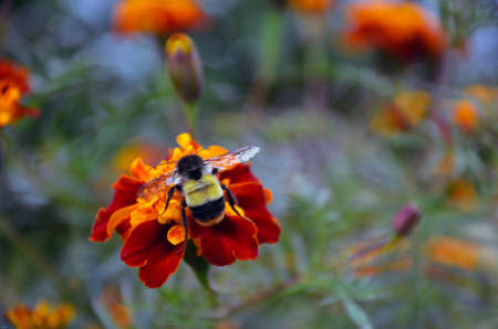 Closeup of a honeybee sitting on a flower. Top view of a honey bee sitting on a marigold flowerの写真素材