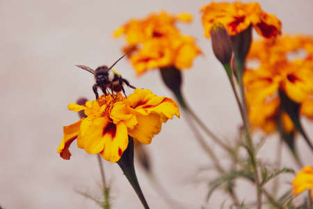 Marigold flowers filed garden. Honey bee sitting on a flowerの写真素材