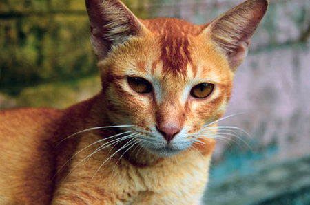 Angry ceylon (Celonese) cat with brown eyes staring at the camera like a carnivoreの写真素材