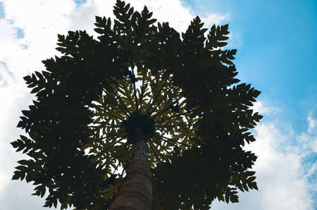Low angle view of a green papaya tree with green papaya fruits. Round circle of a papaw, carica...
