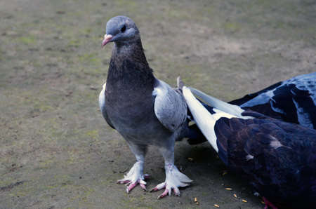 Domestic pigeons are busy taking their breakfast in the yardの写真素材