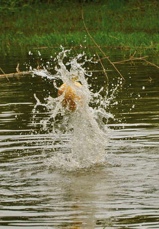 Water splash in a pond with a yellow ball