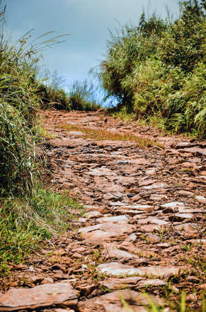 Natural limestone pavement with grass. Beautiful stone pathway to heavenの写真素材