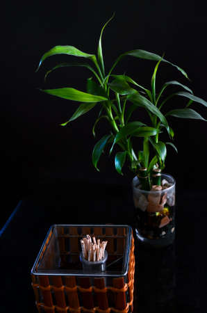 Close up of decorative table with wooden box, toothpick and luck bamboo tree. Directional lighting...