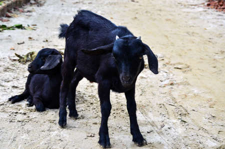 Closeup of the Black Bengal goat standing on the road and looking at the camera. Front shot of two black goats, one standing and another resting and sitting on the muddy under constructed road.の写真素材