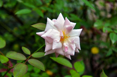 Beautiful white rose with green leaves bloomed in the garden.の写真素材