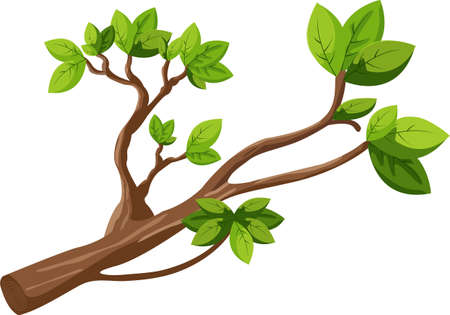 Cut tree branch sprouted with new green leaves. Tree branch with leaves isolated.のイラスト素材